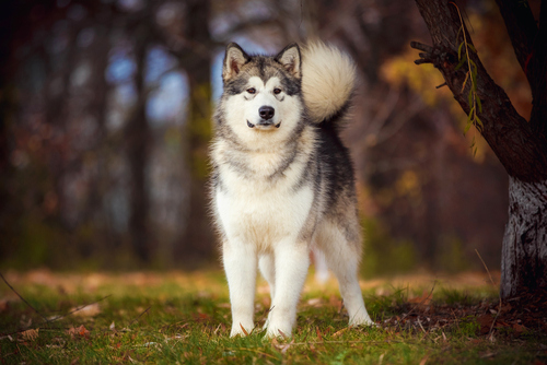 Alaskan Malamute for bear hunting